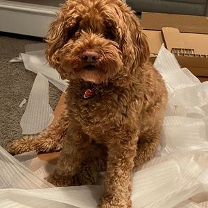 Meet your Posher, Lola